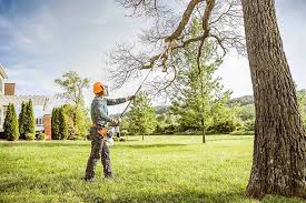 Professional Tree Care in Meiners Oaks, CA