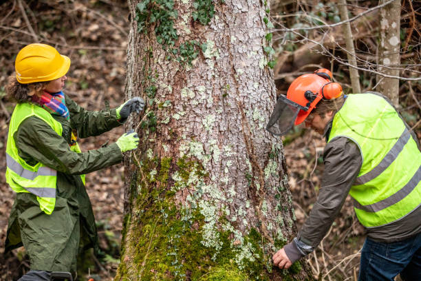 How Our Tree Care Process Works  in  Meiners Oaks, CA